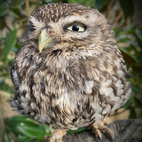 Exmoor Owls Little Owl 'Athena' 1_edited_edited.png